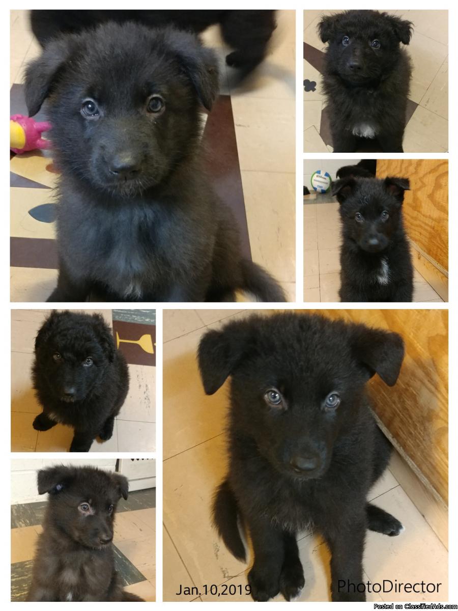 Black German Shepard puppies