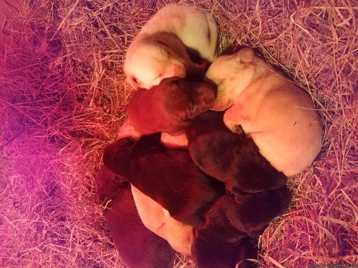 American lab puppies