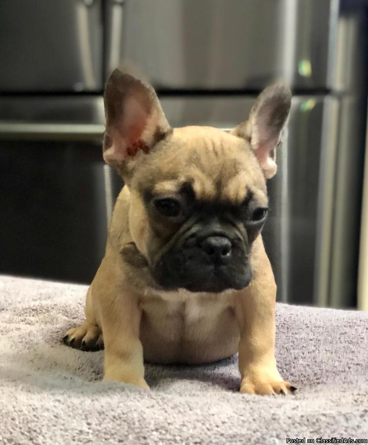 FRENCH BULL DOG PUPPIES AVAILABLE HERE