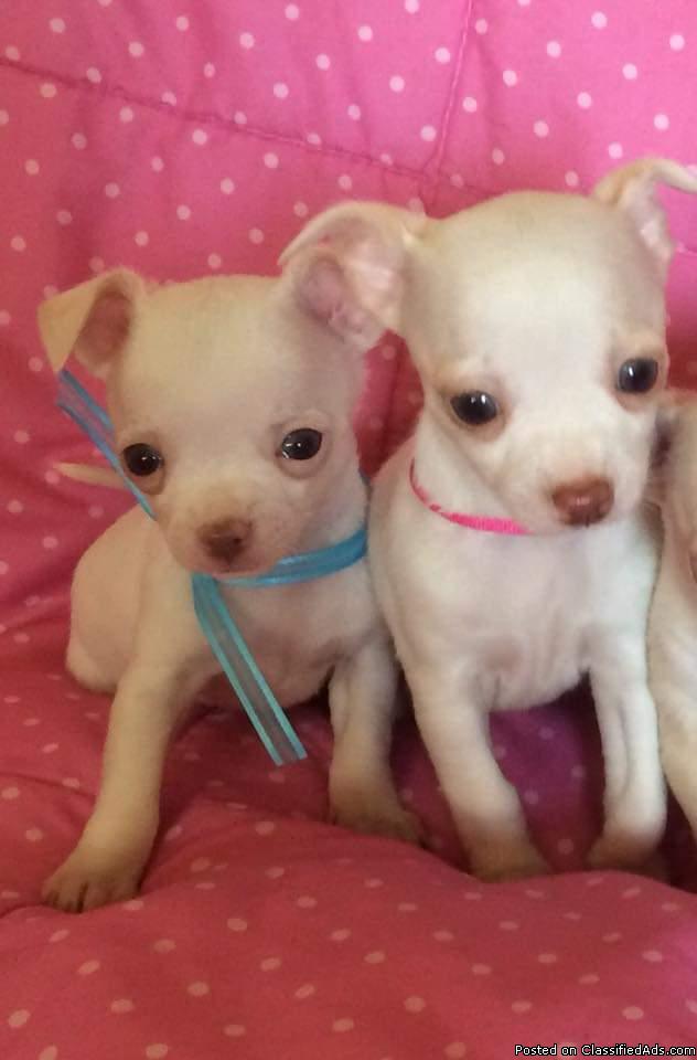 Good looking Chihuahua puppies available Now!