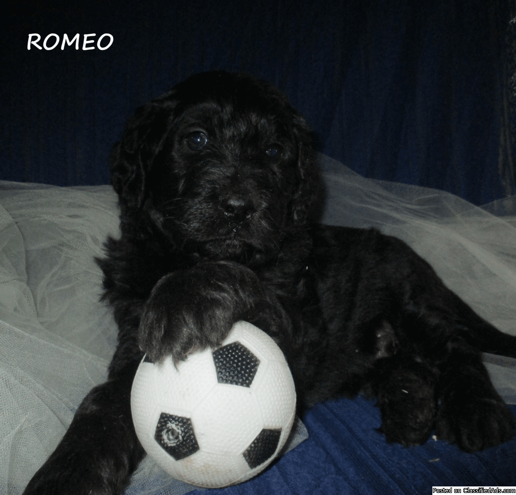 Romeo Male Goldendoodle