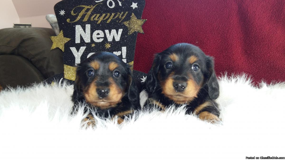 Long haired mini daschounds