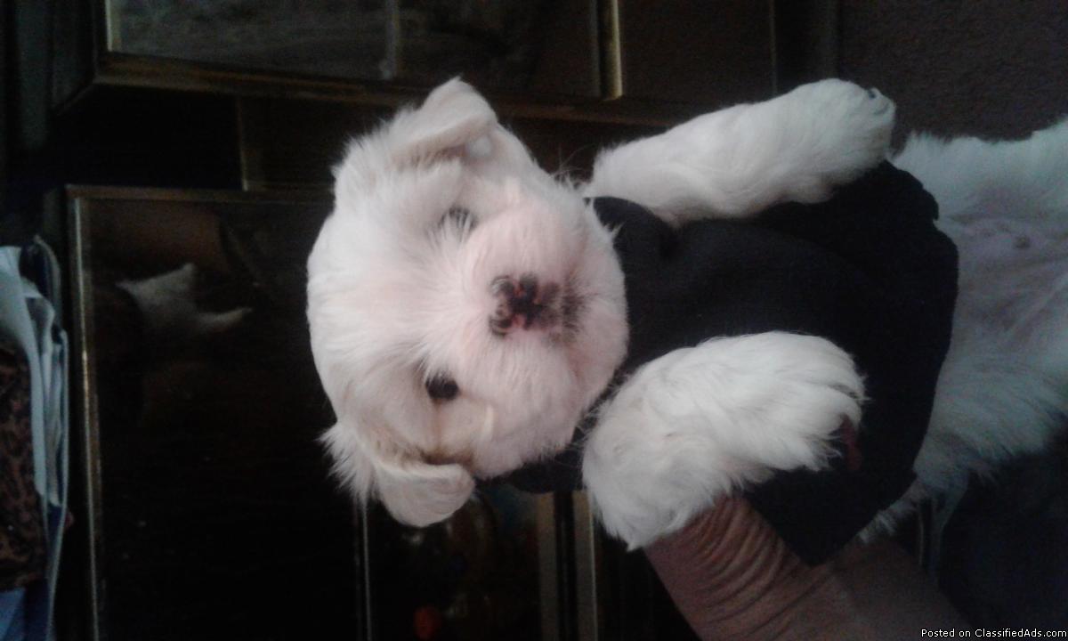 I have a Beautiful Shih'poo for sale She will be ready to go