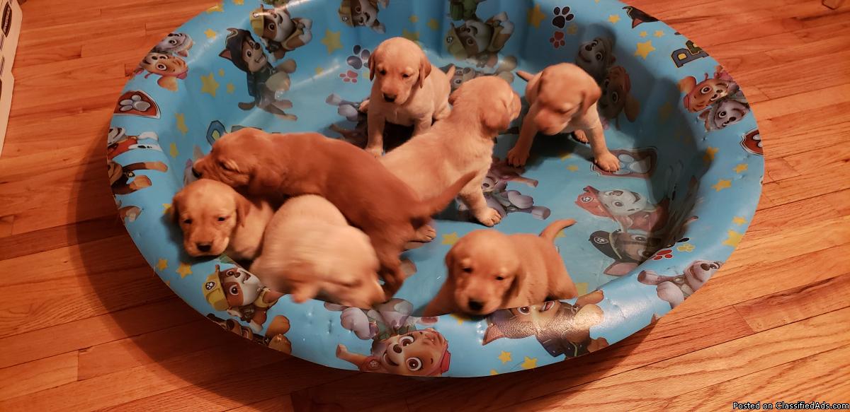 AKC Red Fox and Yellow American Lab Puppies