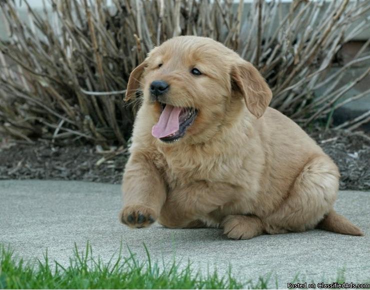 Golden Retriever Puppies for Sale