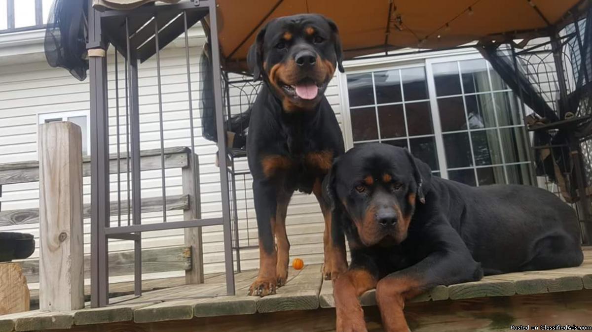 ❤❤Sweet Akc German Rottweiler Puppies❤❤\\Dropping In