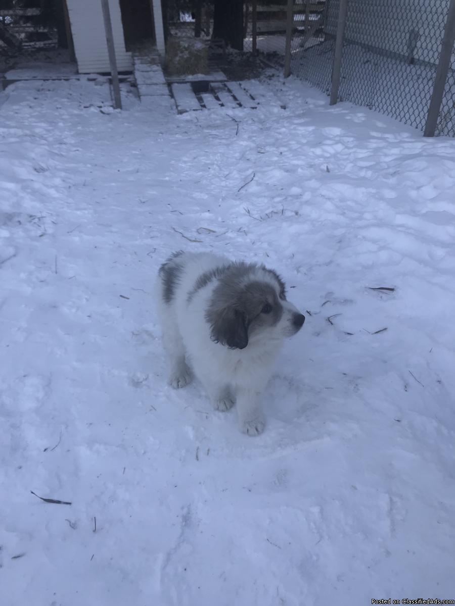 Female Great Pyrenees X Puppy