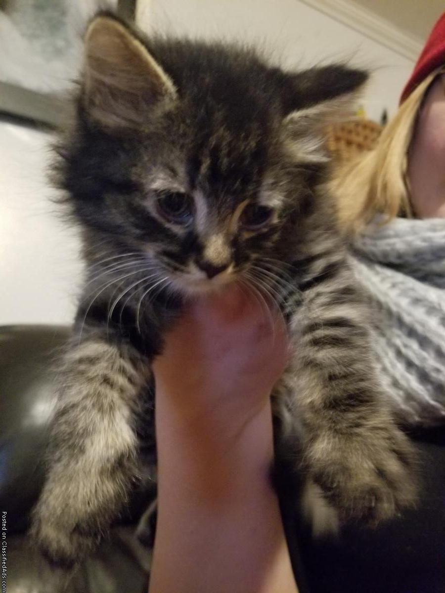 Free kittens