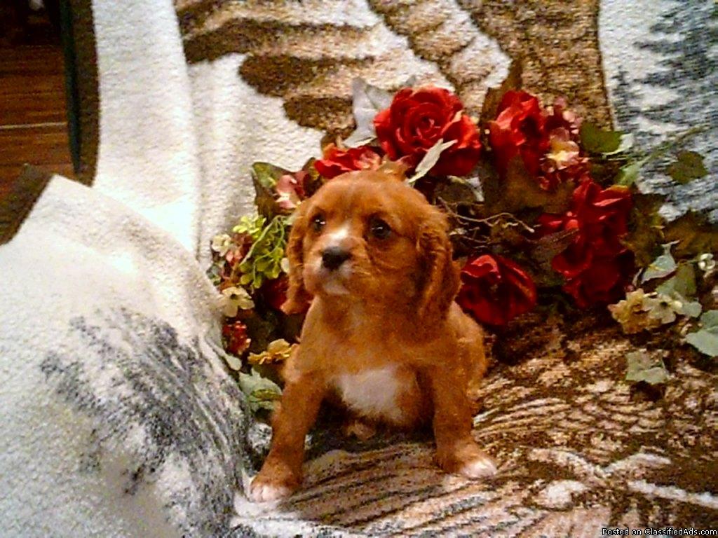 Henry Male Ruby Colored AKC/ACA Cavalier 