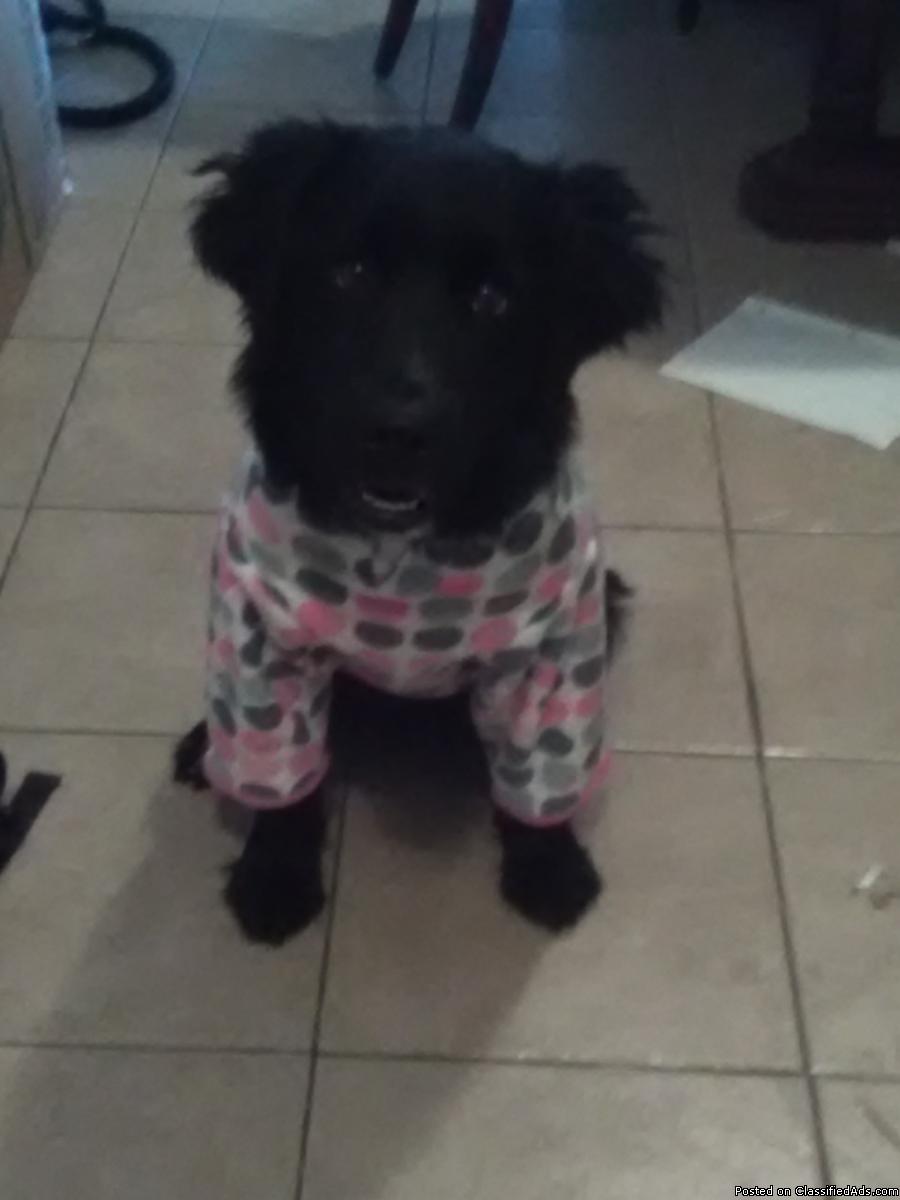 7 month old female border collie, lab mix