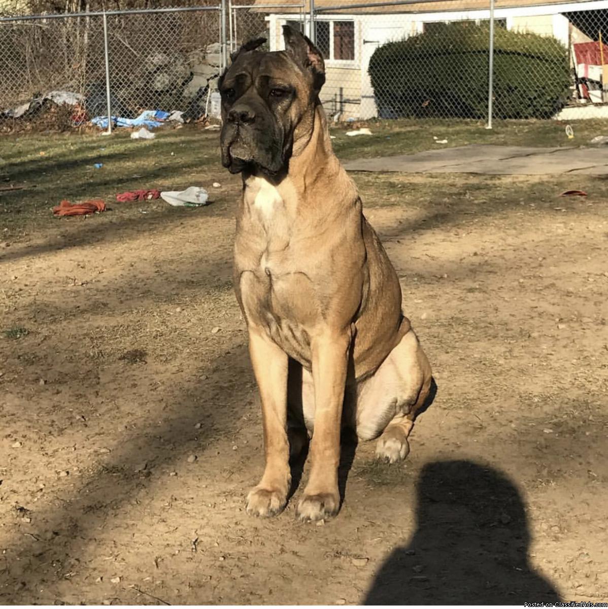 Free cane Corso