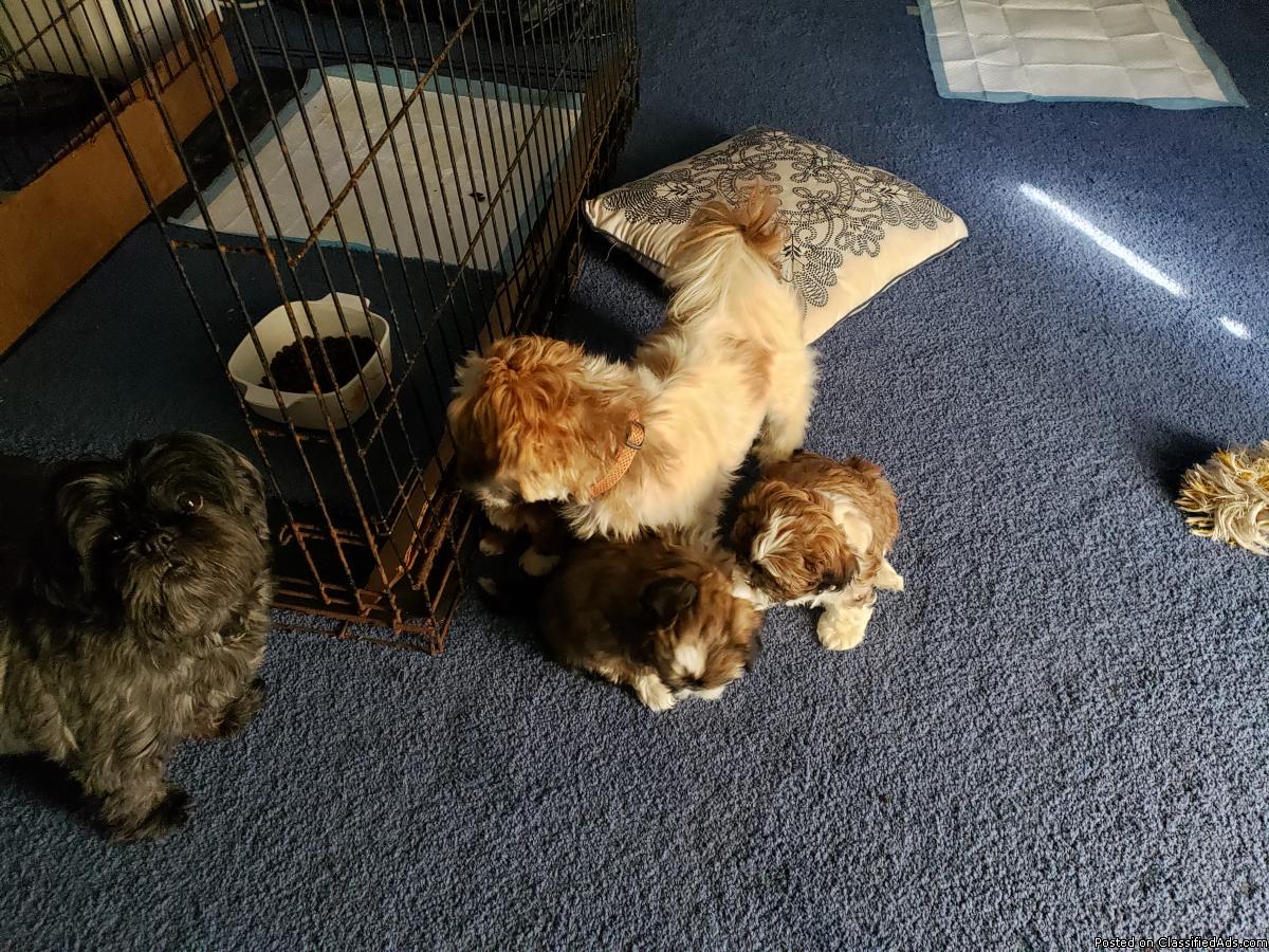 Puppies for sale