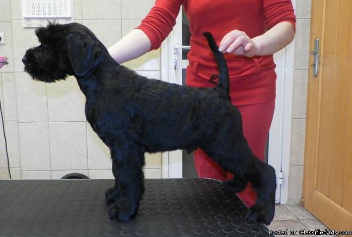 Adorable Giant Schnauzer puppies jgkh