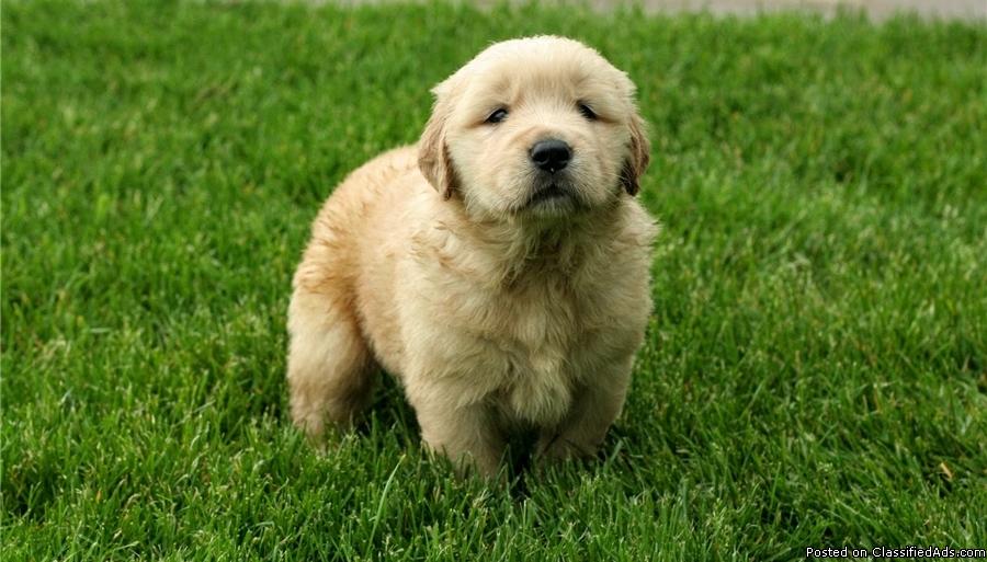 Golden Retriever Puppies for Sale