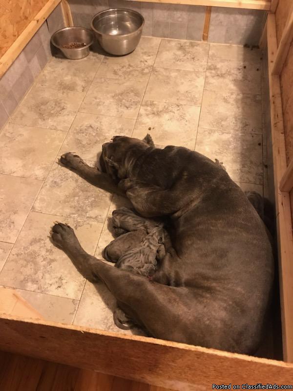 Cane Corso