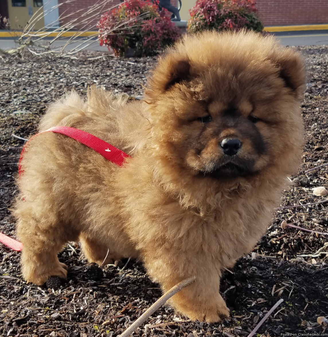 Female Chow Chow puppy