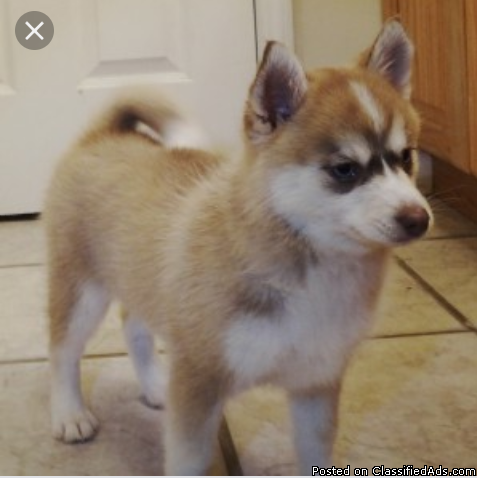 Mini Pomsky