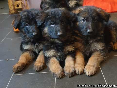 German Shepherd Puppies ready now