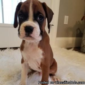Charmy Boxer Puppies Available.