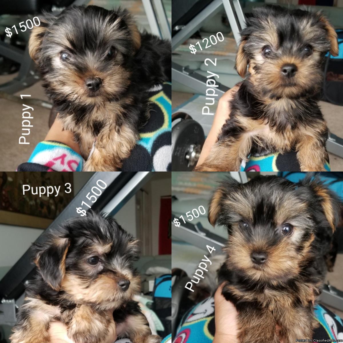 4 yorkie puppies for sale