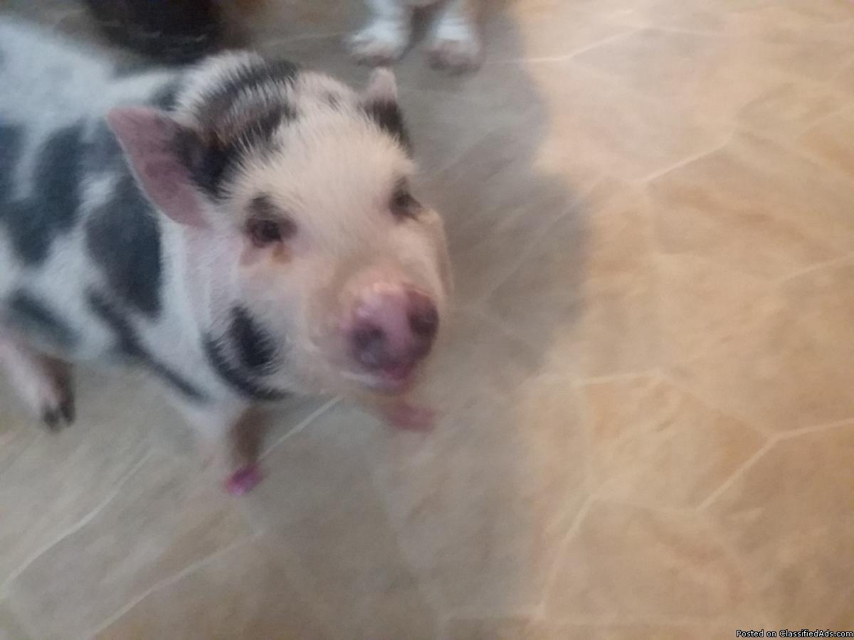 Pot-Bellied PIG