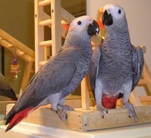 Bonded Pair Of African Greys for sale