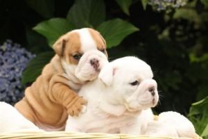 Akc English Bulldog Puppies To Good Homes!