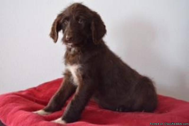 Carly Female F1 Labradoodle