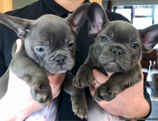 Quality Blue M/F French bulldog pups