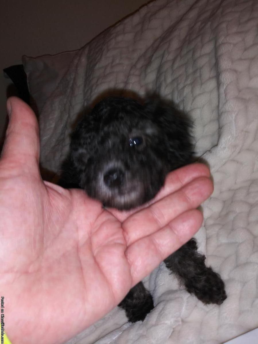 Silver female toy poodle and black teacup male poodle puppy