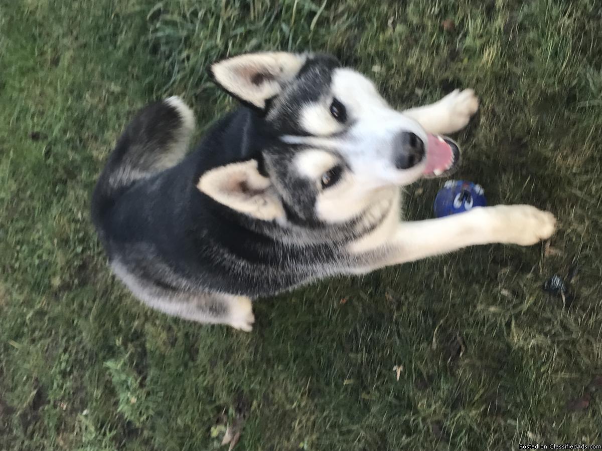 One Year Old Husky
