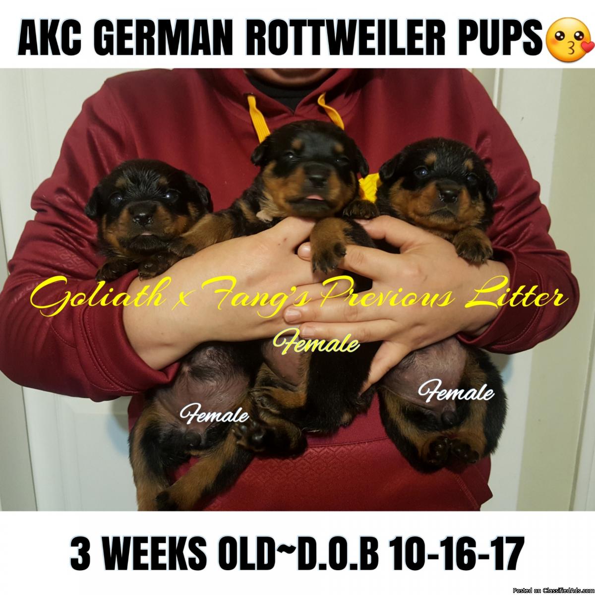 ❤❤Sweet Akc German Rottweiler Puppies❤❤\\Dropping In