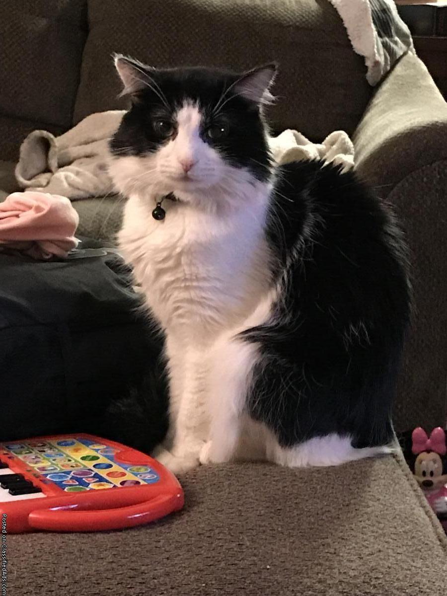 1 1/2 year old Male Cat