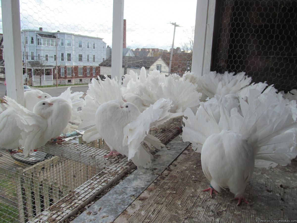 White Fantail Pigeons