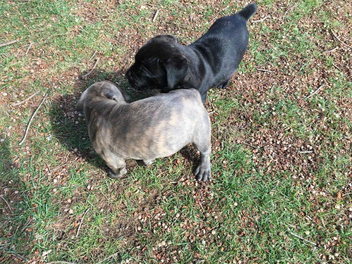 Cane Corso puppies