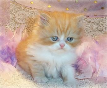 Cute Persian Kitten for Sale