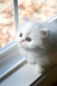 Absolutely Beautiful Persian Kitten