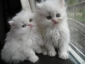 Adorable pure white persian kittens for for | Posot Class