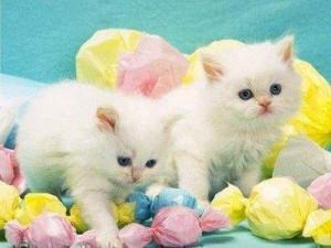 persian Kittens for adoption