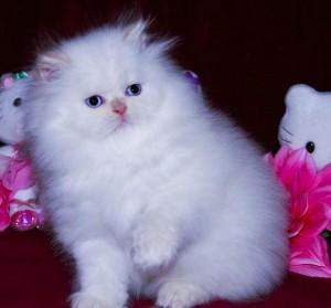 adorable kitten for free adoption