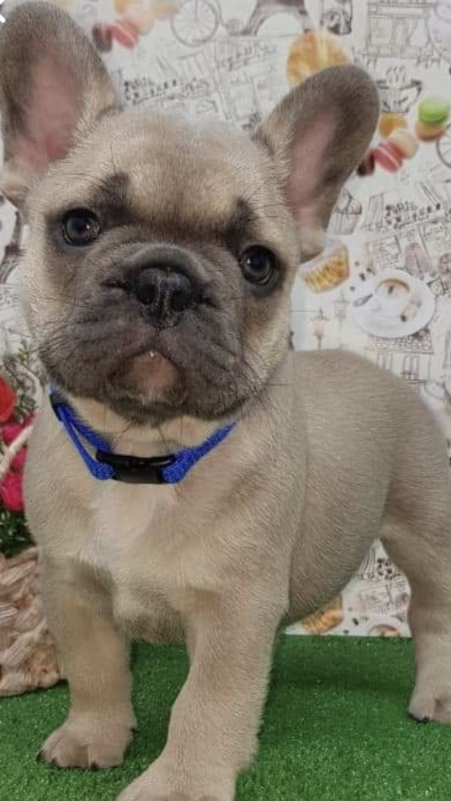 French Bulldog