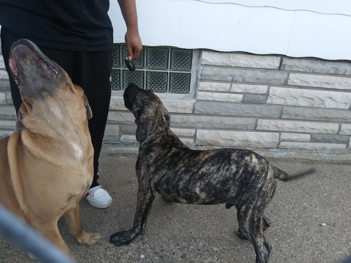 Big Dogs for sale