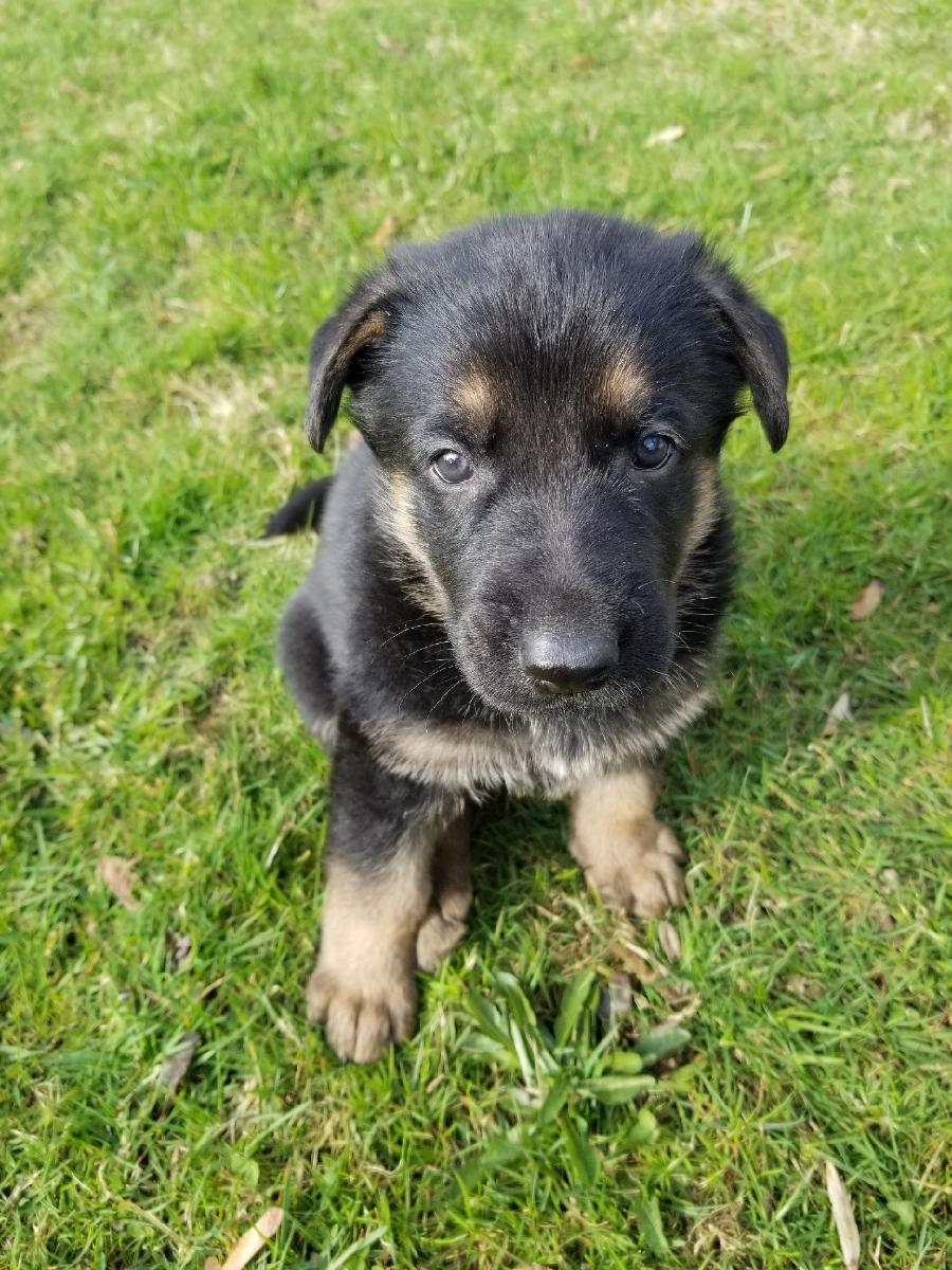 AKC German Shepard puppies