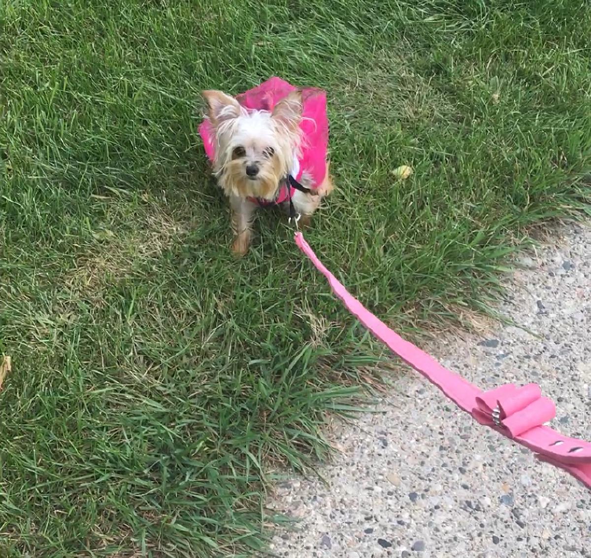 Female Morkie (1.5 years old, 4.5 lbs.