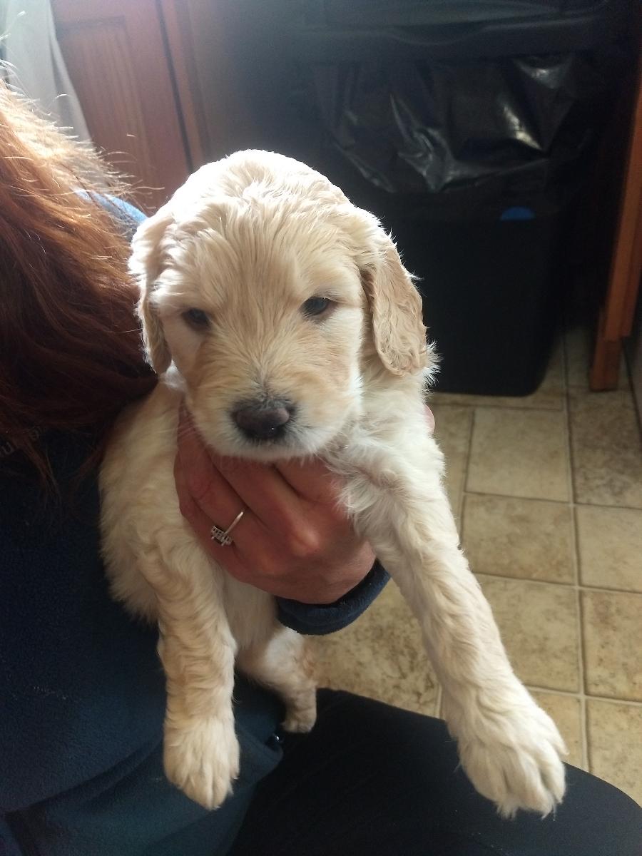 Goldendoodle puppies