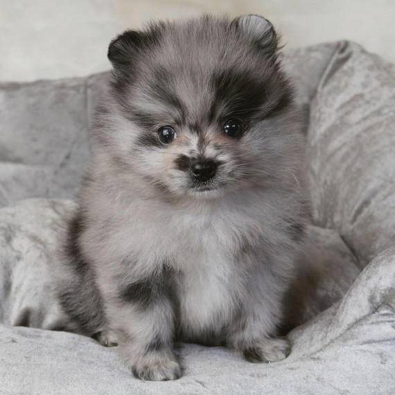 Pretty Intelligent Pom Puppies Available