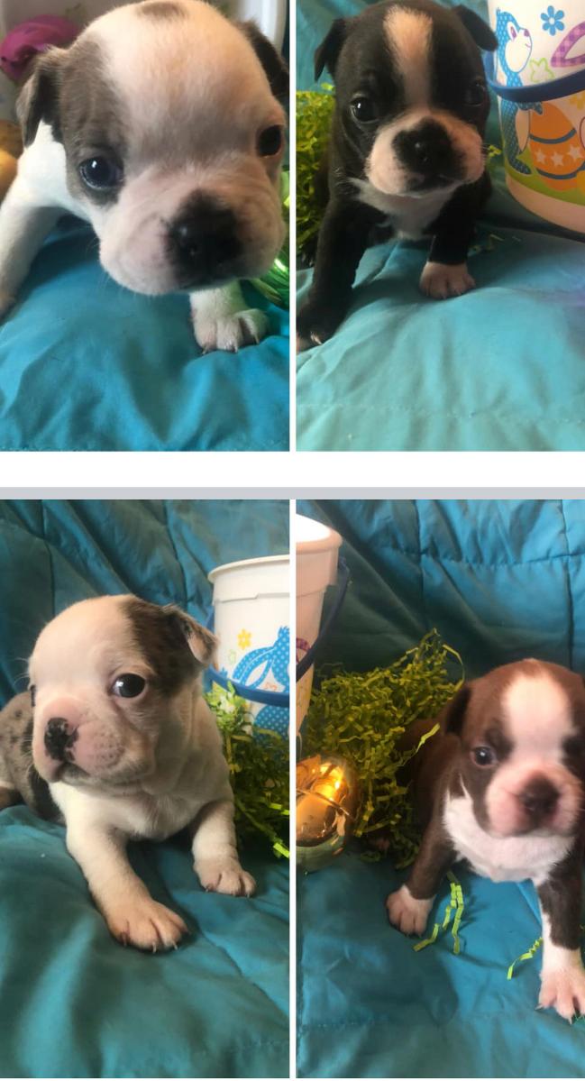 CKC Boston Terrier Puppies In Ohio