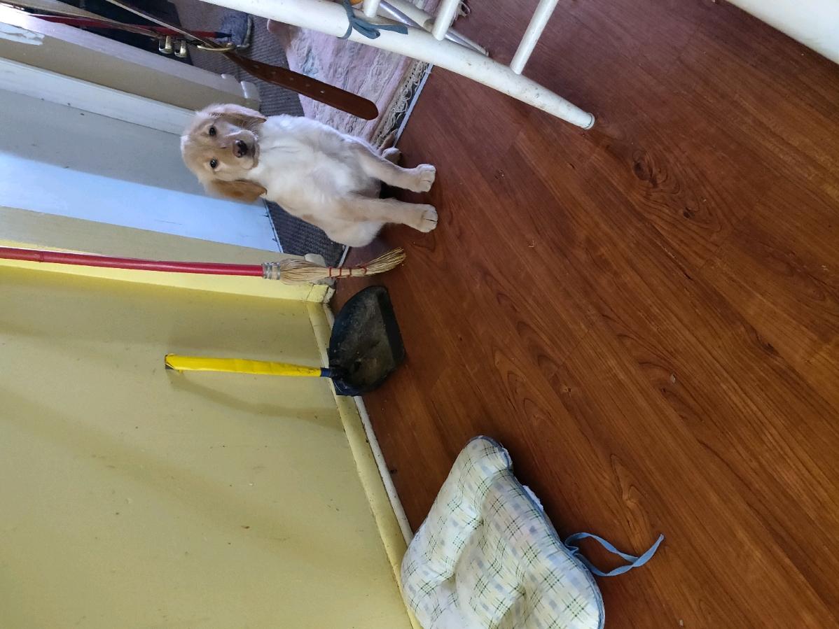 Golden retriever puppy three and a half months
