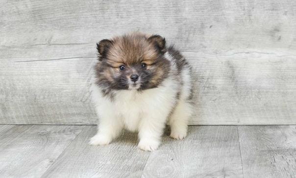 Charming Teacup Pomeranian pup's for sale