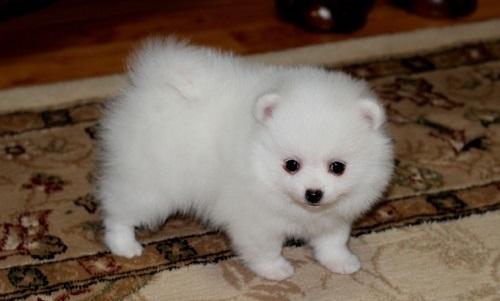 Healthy Pomeranian pup's for sale